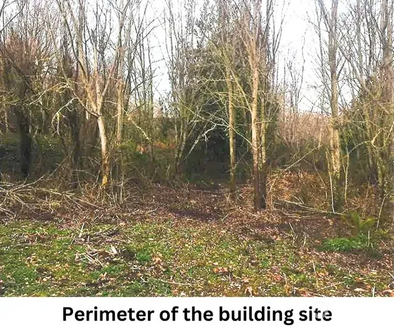a black and white photo of a tree