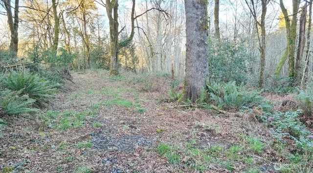 a view of a forest with trees