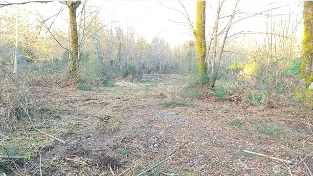 a view of a yard with trees in the background