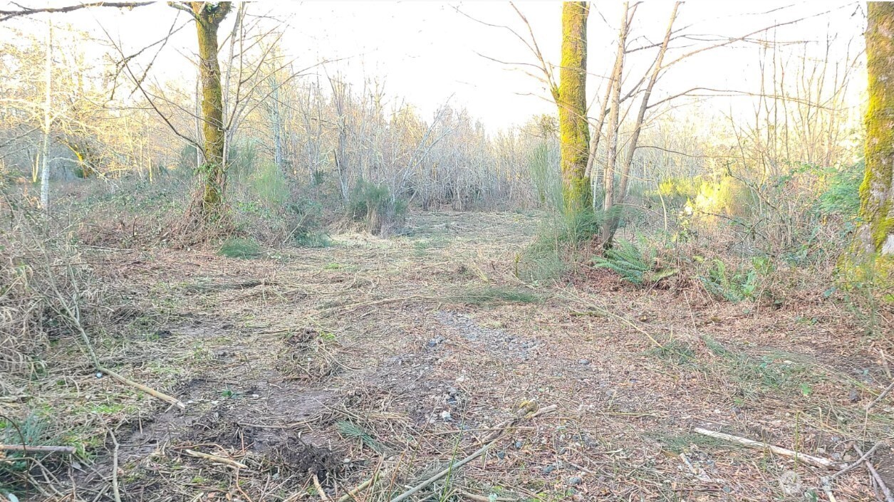 14817 24th Street Southwest Lakebay, WA 98349 - Photo 4 of 18 a view of a yard with trees in the background
