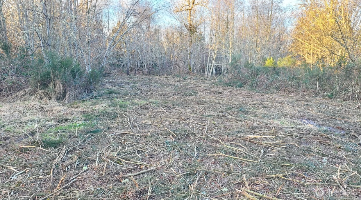 14817 24th Street Southwest Lakebay, WA 98349 - Photo 6 of 18 a view of backyard with trees