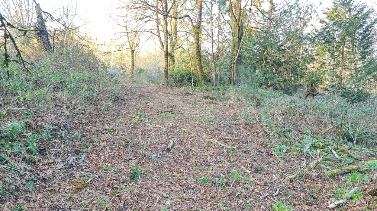 14817 24th Street Southwest Lakebay, WA 98349 - Photo 8 of 18 a view of a large yard with lots of green space