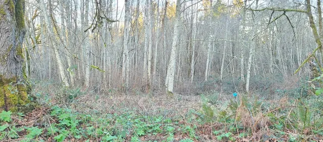 a view of backyard with plants