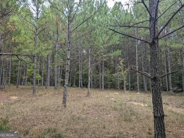 a view of a forest with trees in the background