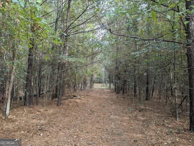 a view of a forest with trees in the background