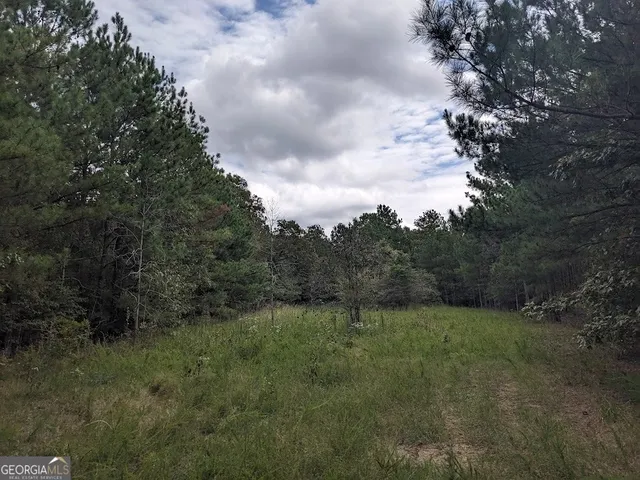 a view of a lush green forest