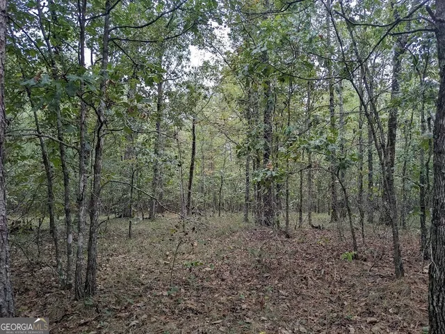 a view of a forest with trees in the background