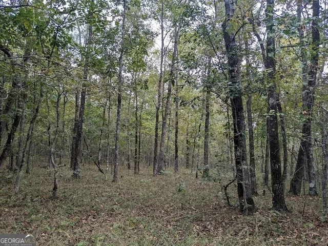 a view of a forest filled with trees