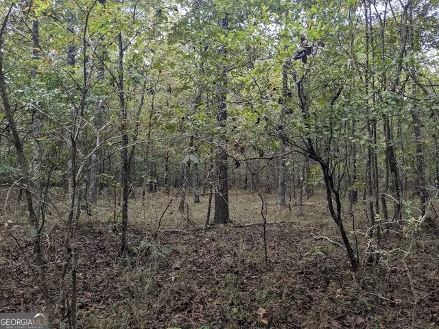 a view of a forest with large trees