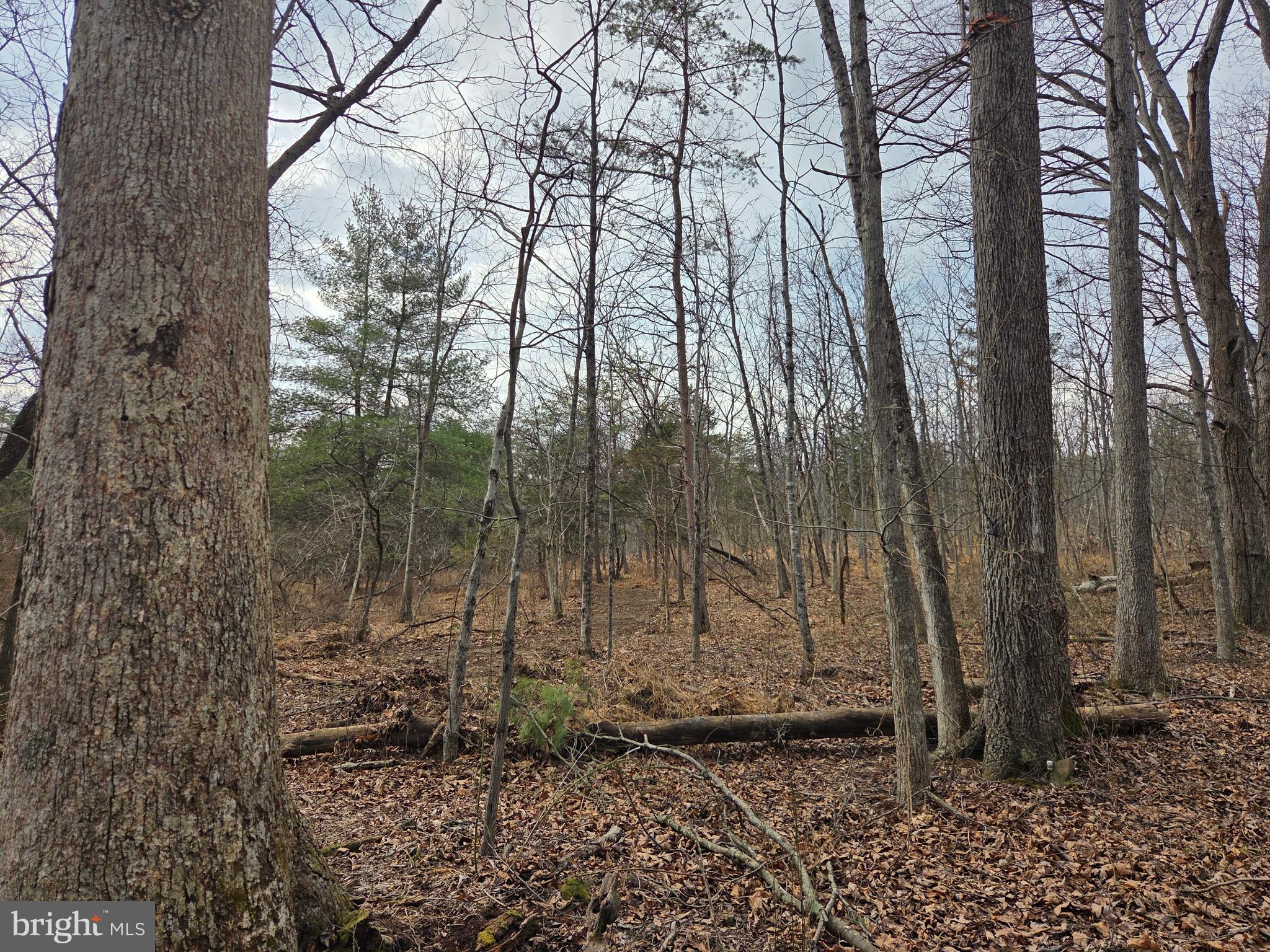 1237 Buckwheat Road Millerstown, PA 17062 - Photo 24 of 66