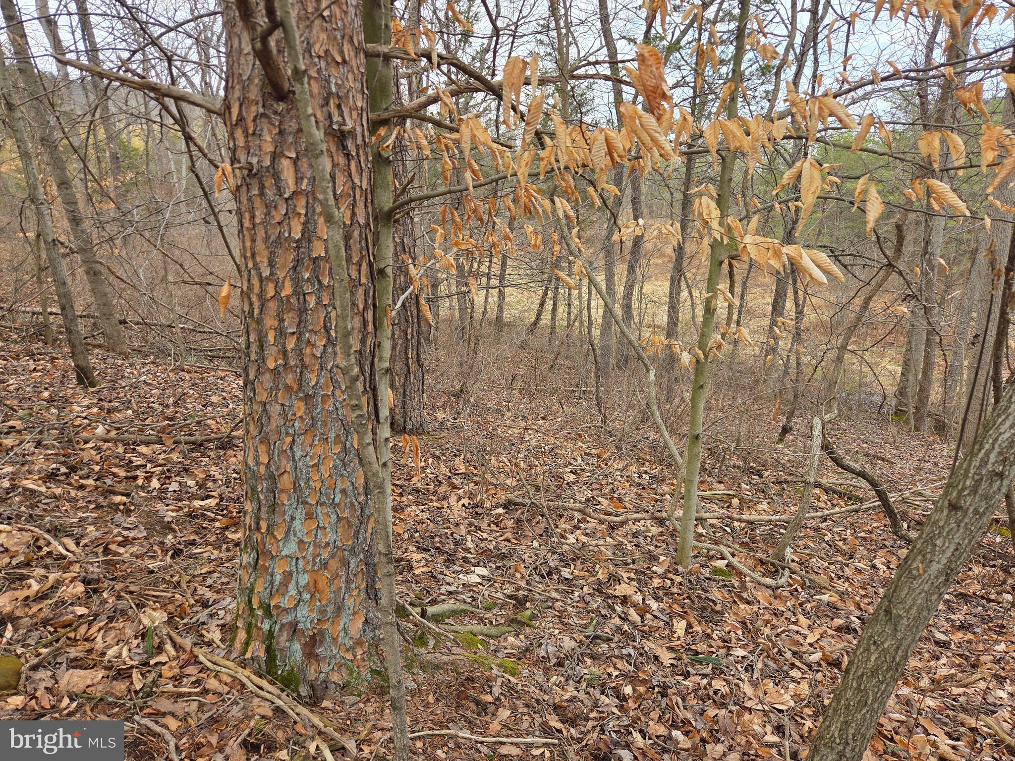 1237 Buckwheat Road Millerstown, PA 17062 - Photo 33 of 66