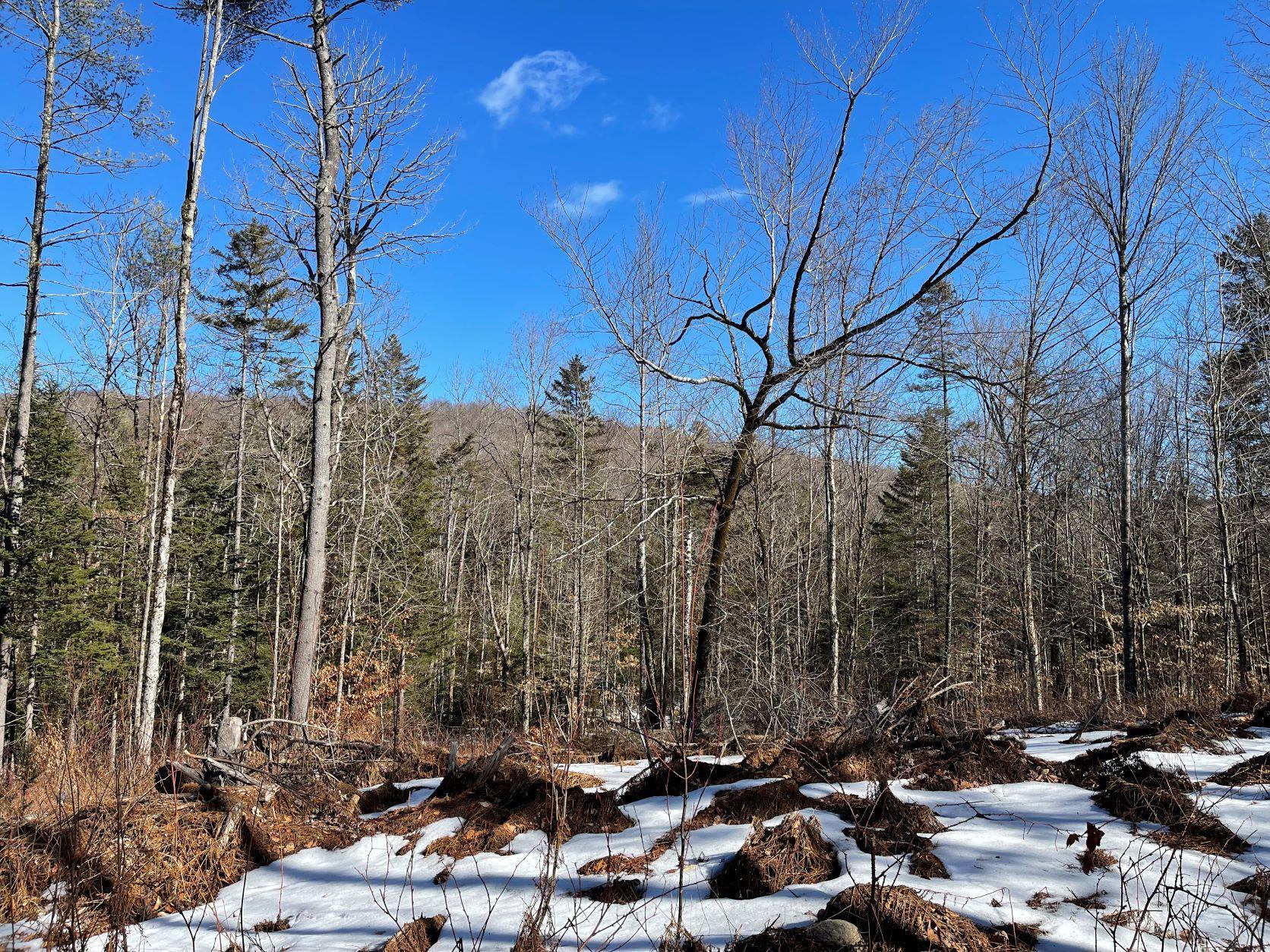 0 Reed Road Marlow, NH 03456 - Photo 8 of 13 Gallery Image 8