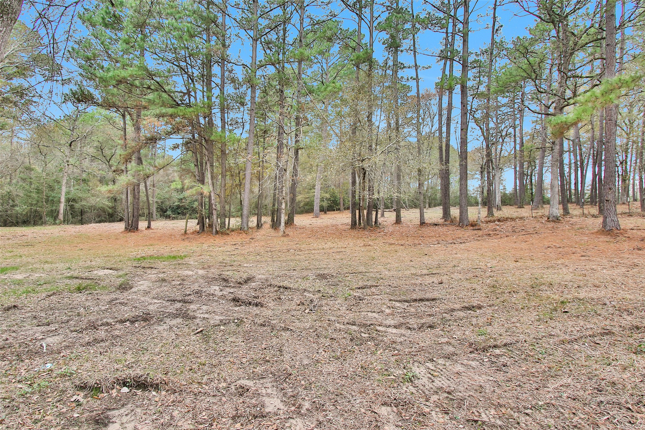 Split B Tall Pine Road Navasota, TX 77868 - Photo 3 of 21 a view of road with large trees