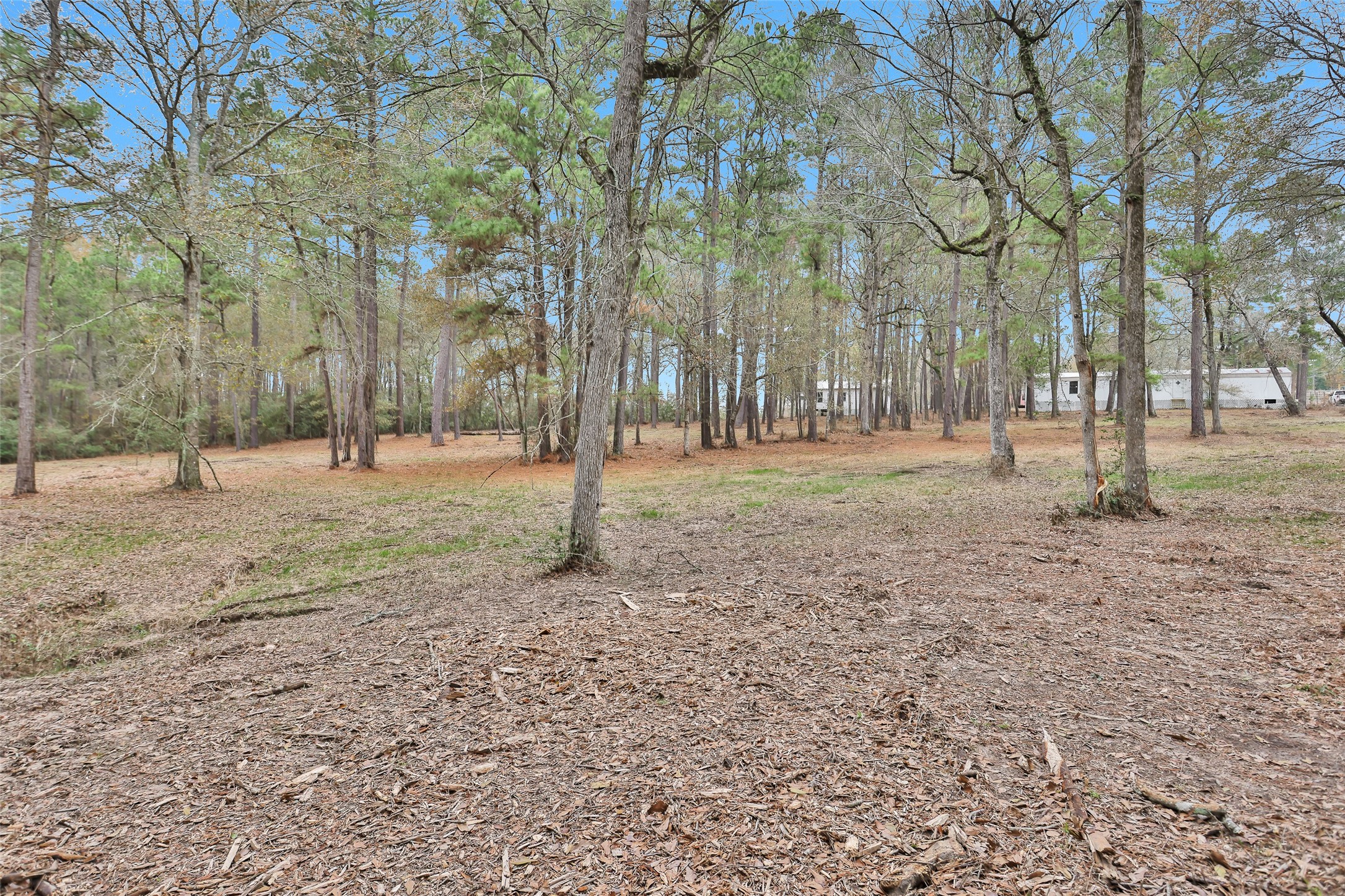Split B Tall Pine Road Navasota, TX 77868 - Photo 5 of 21 a backyard of a house with lots of green space