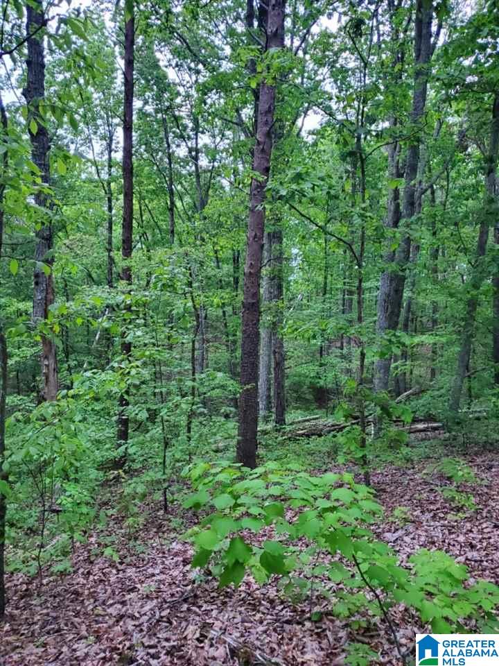 0 Hardin Road Falkville, AL 35622 - Photo 4 of 4