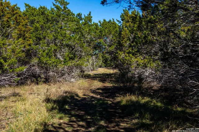 a view of a tree in a yard