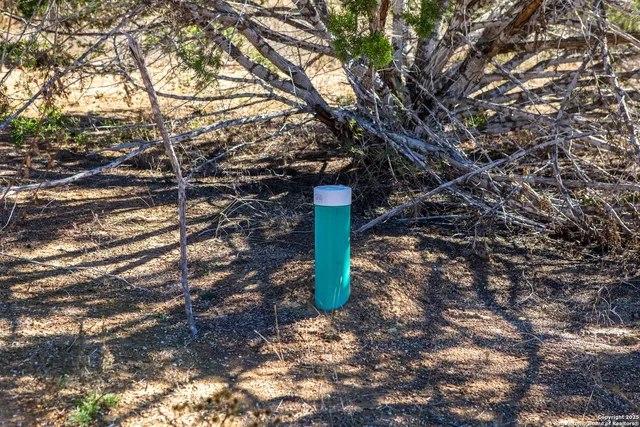 a street view with a tree