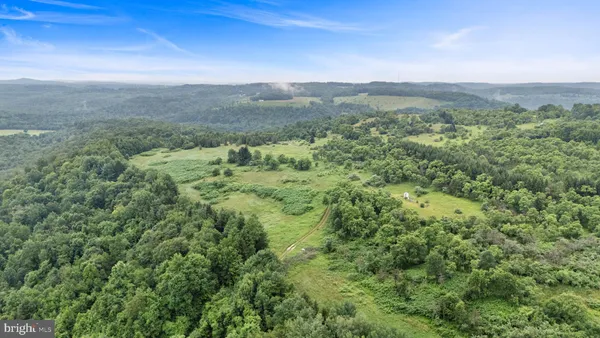 a view of a lush green forest with a tree