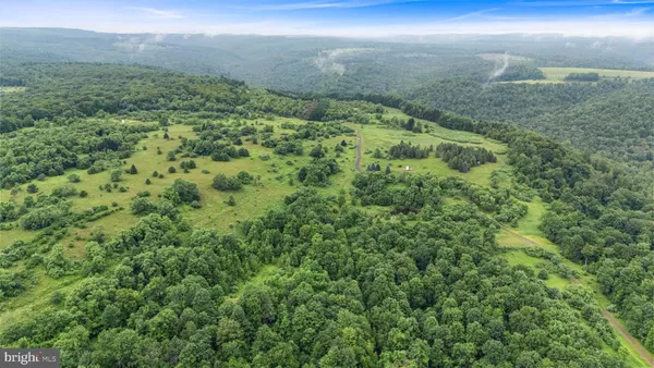 a view of a forest with a yard