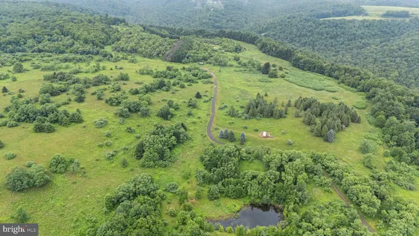 a view of a forest with a tree