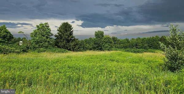 a view of a garden with a tree