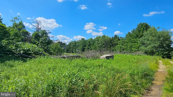 a view of a lush green forest with lush green forest