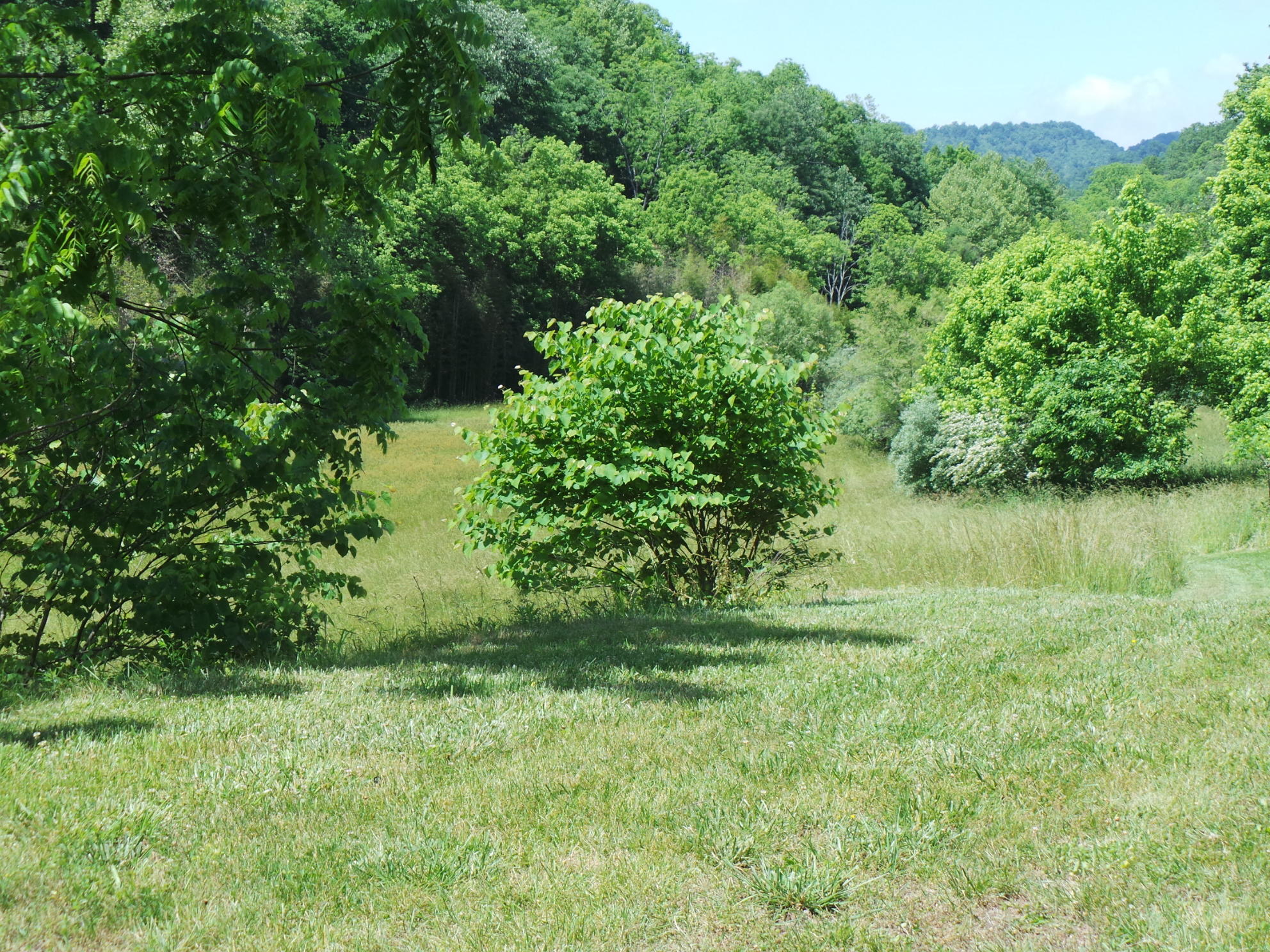 1905 Boozy Creek Road Bristol, VA 24202 - Photo 11 of 130 ALL THIS CAN BE YOURS