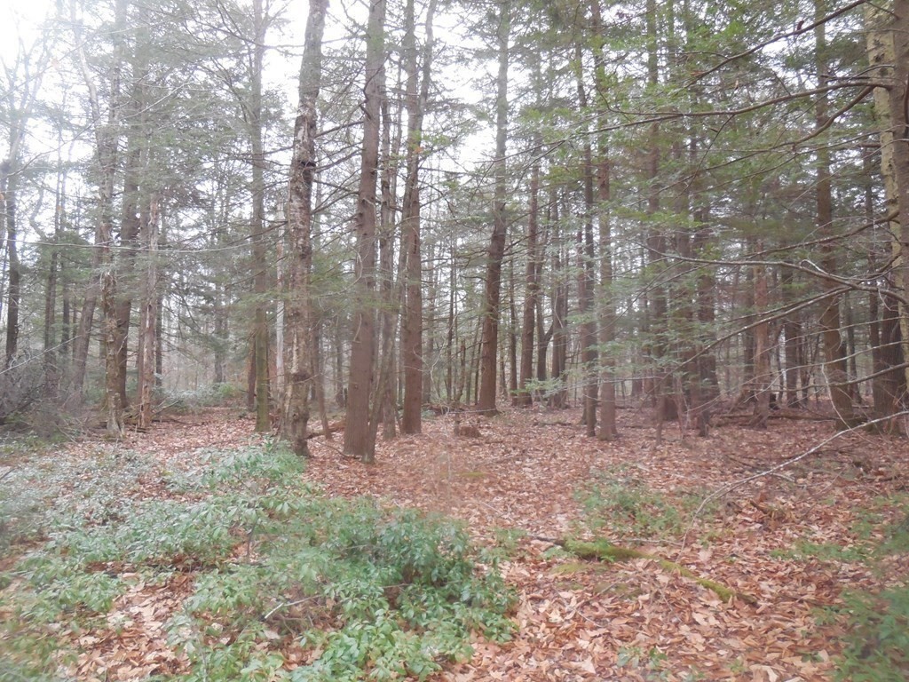 0 Beetle Road Tolland, MA 01034 - Photo 4 of 15 a view of outdoor space with green space