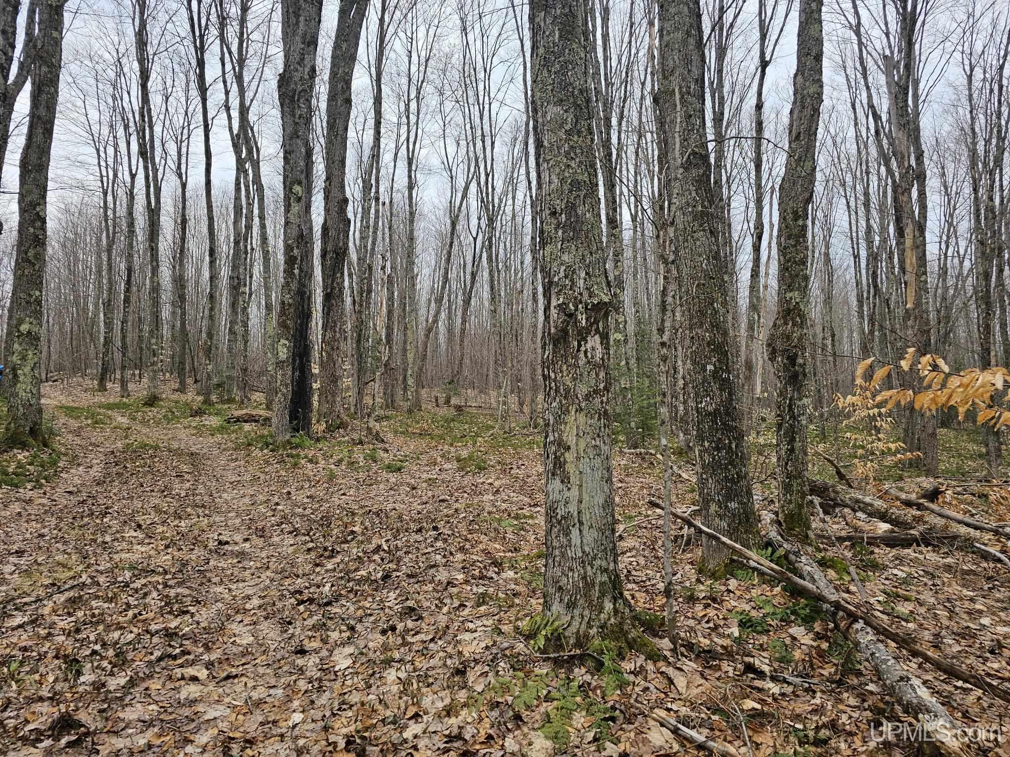 23 Camp 23 Road Germfask, MI 49836 - Photo 14 of 16