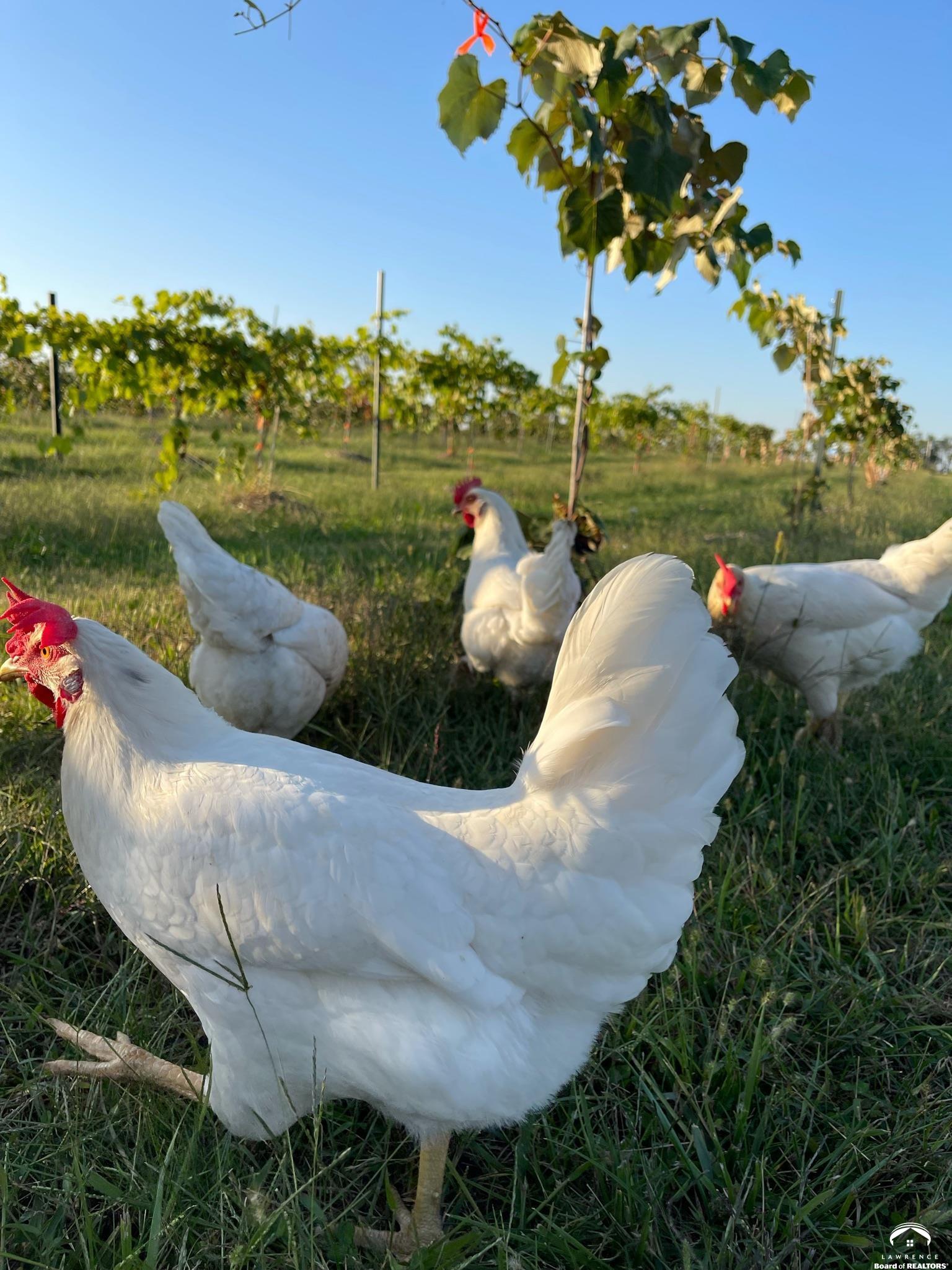 24305 Loring Road Lawrence, KS 66044 - Photo 82 of 96