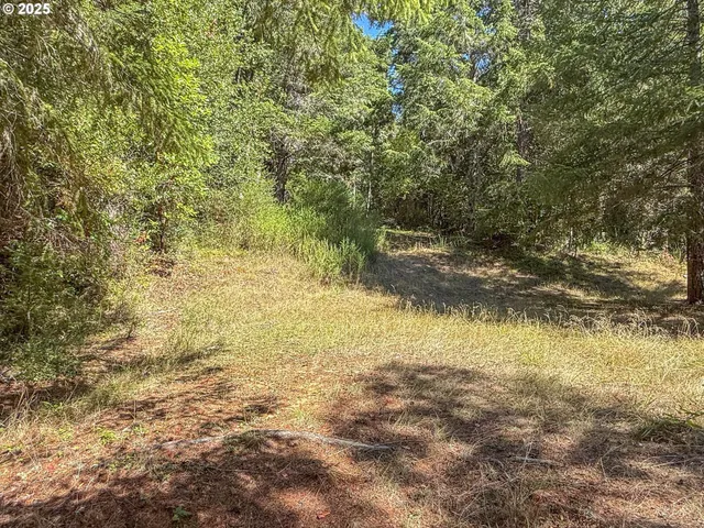 a view of a yard with trees