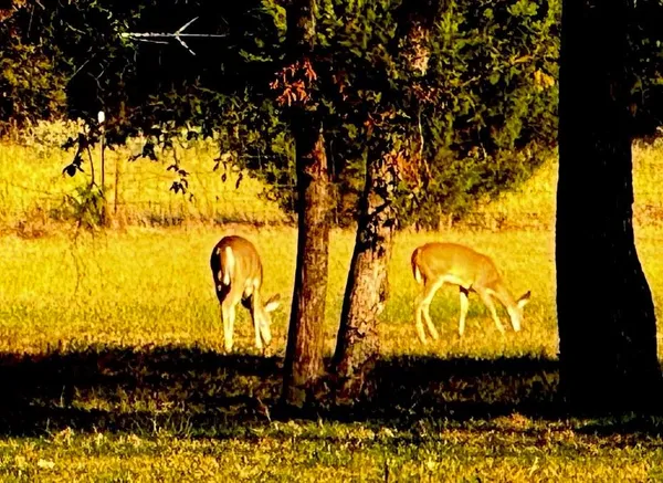 $825,000 | 3074 Vz County Road 2120, Canton, TX 75103