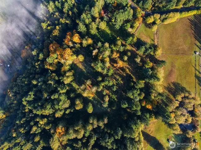 a view of a tree with a plant