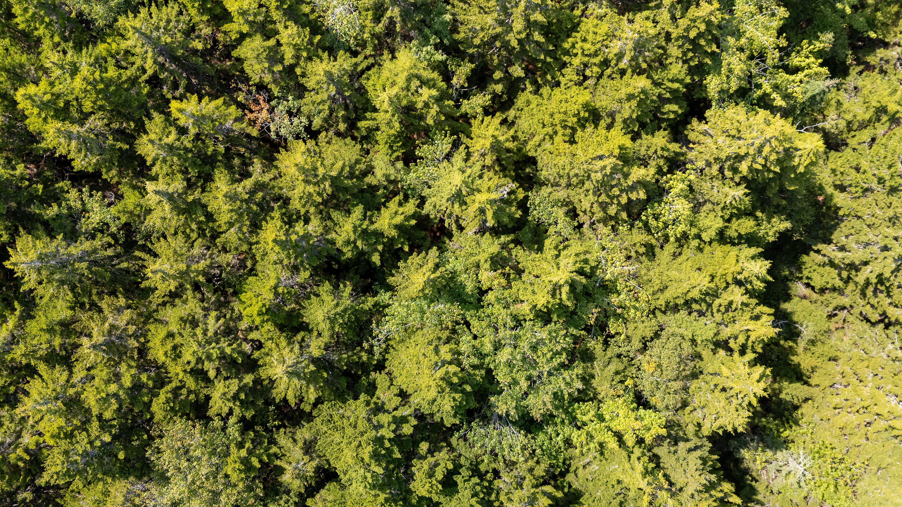 Lot 11 Nahanada Road Bristol, ME 04554 - Photo 14 of 18 29-Lot 11 Nahanada Rd-29