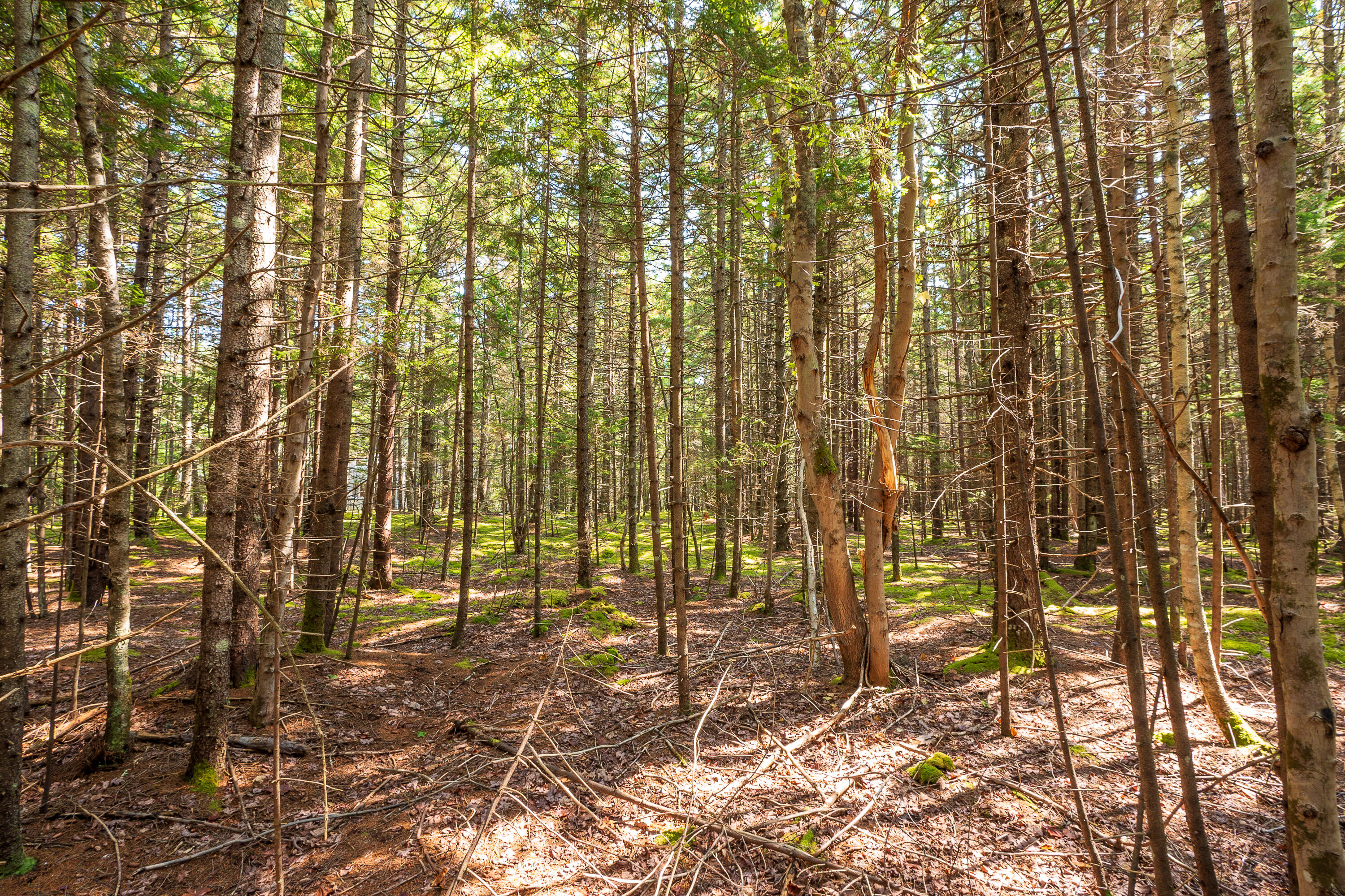 Lot 11 Nahanada Road Bristol, ME 04554 - Photo 5 of 18 08-Lot 11 Nahanada Rd-8