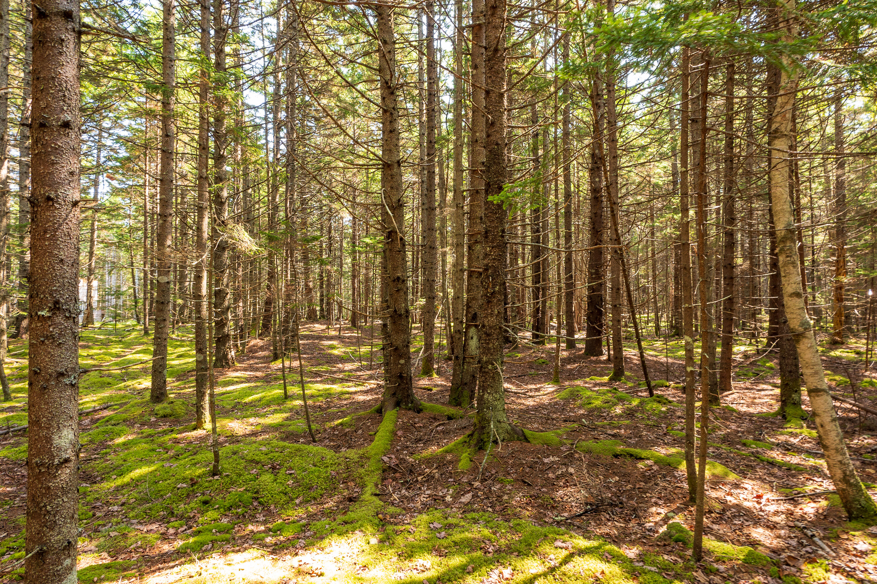 Lot 11 Nahanada Road Bristol, ME 04554 - Photo 6 of 18 09-Lot 11 Nahanada Rd-9