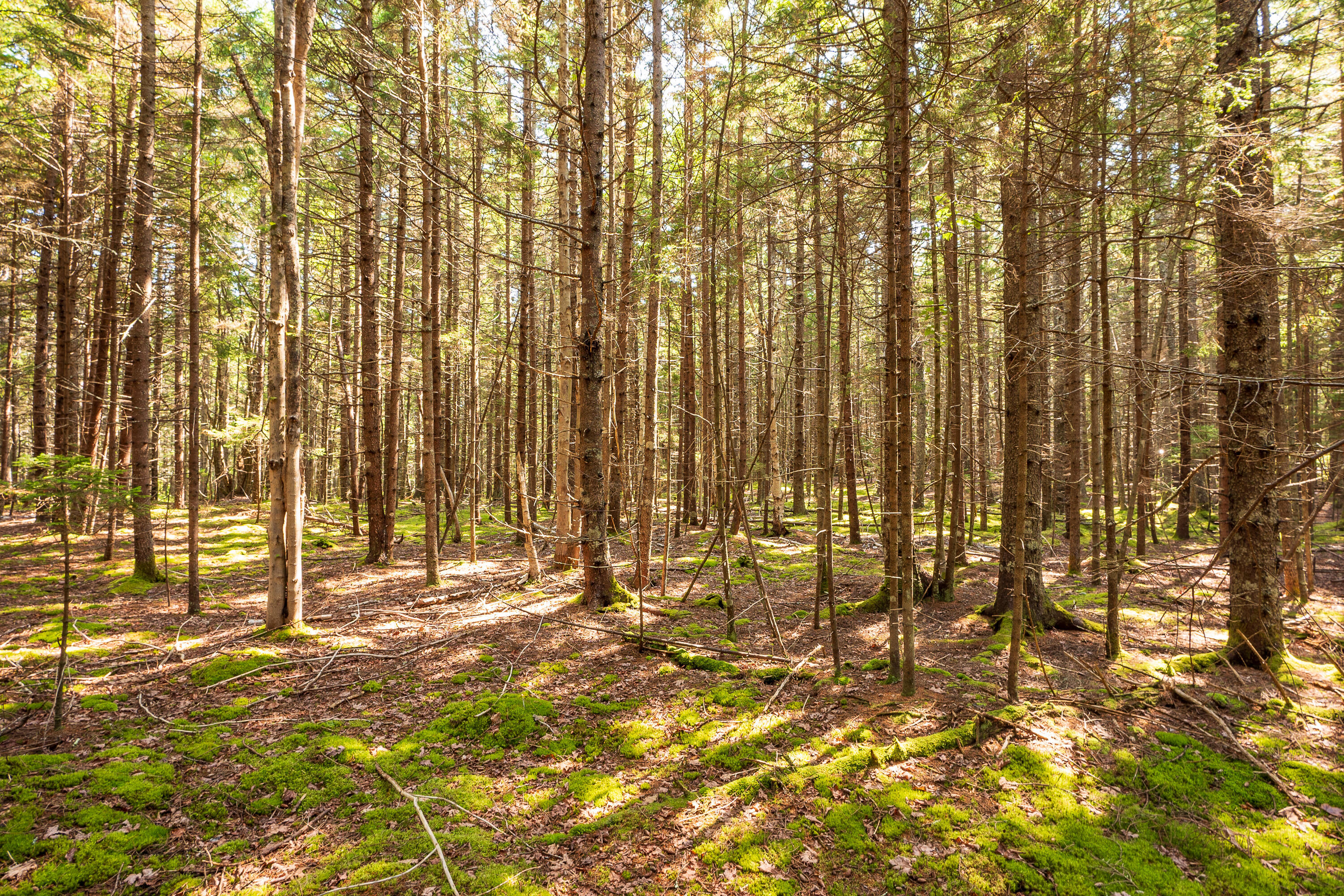 Lot 11 Nahanada Road Bristol, ME 04554 - Photo 7 of 18 12-Lot 11 Nahanada Rd-12