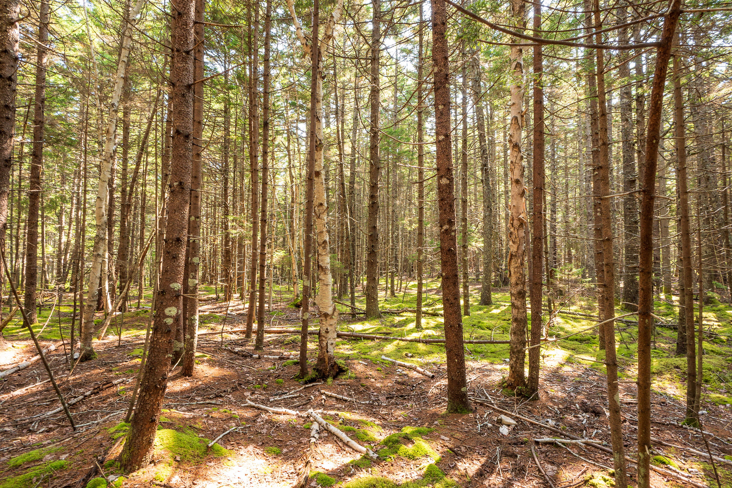 Lot 11 Nahanada Road Bristol, ME 04554 - Photo 8 of 18 15-Lot 11 Nahanada Rd-15