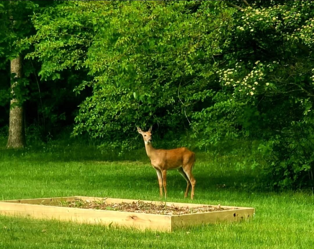 515 Old Farm Road Danville, IN 46122 - Photo 5 of 39 Gallery Image 5