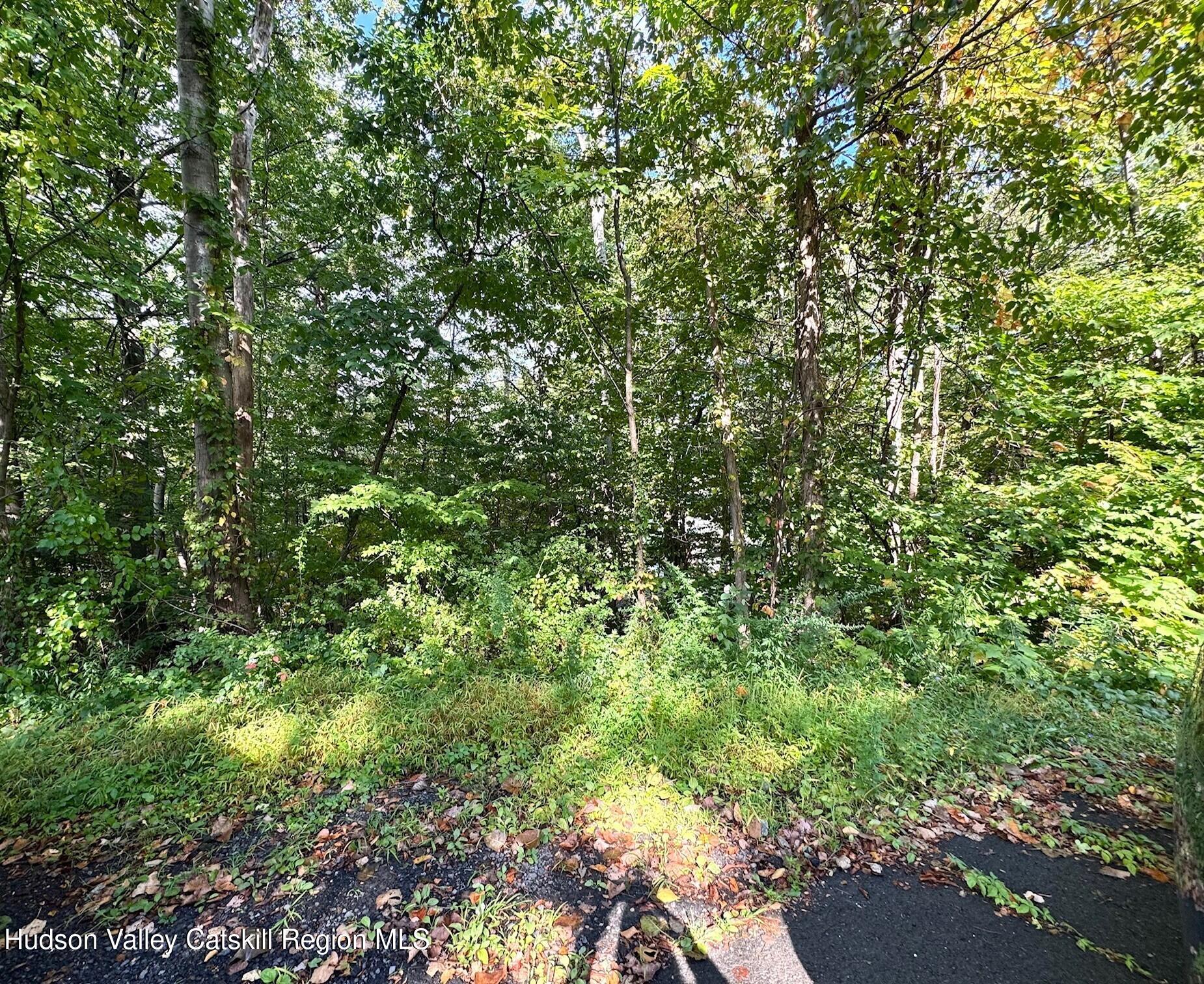 0 Deerfield Road, Unit NO STREET NUMBER YET Boiceville, NY 12412 - Photo 5 of 8 a view of a lush green forest
