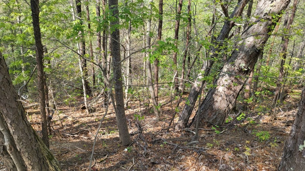 3314 Shagbark Hickory Ridge Sevierville, TN 37862 - Photo 3 of 12