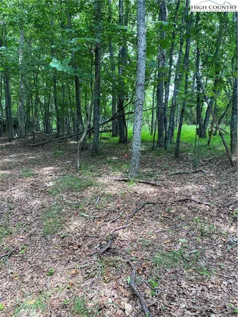 a view of a yard with lots of trees