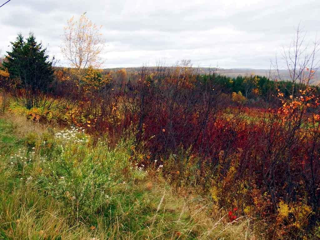 Lot 16 Rte 11 Patten, ME 04765 - Photo 20 of 32 patten-me-land-zannini-9