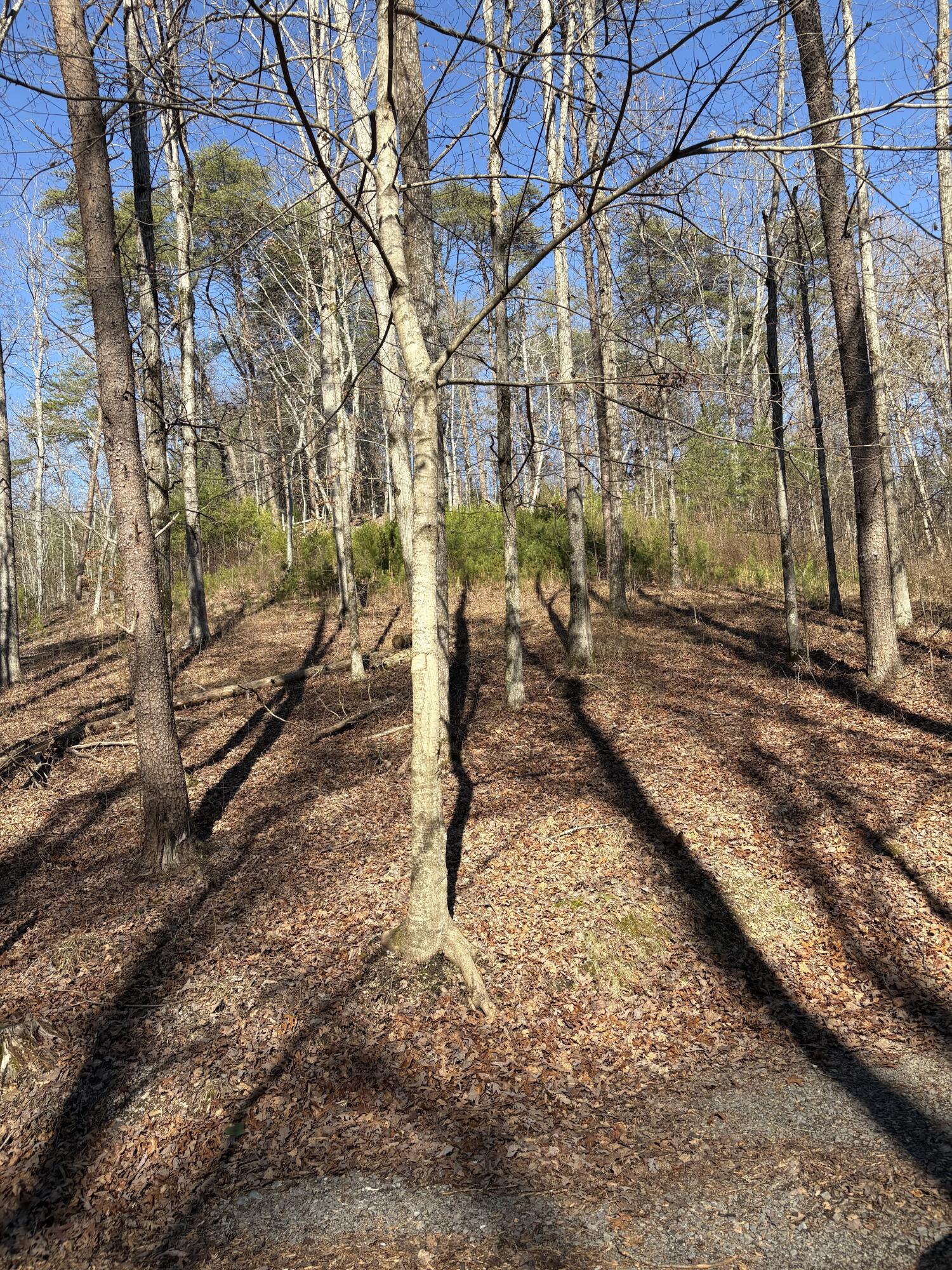 0 Fire Tower Road McDonald, TN 37353 - Photo 2 of 5 IMG_0532