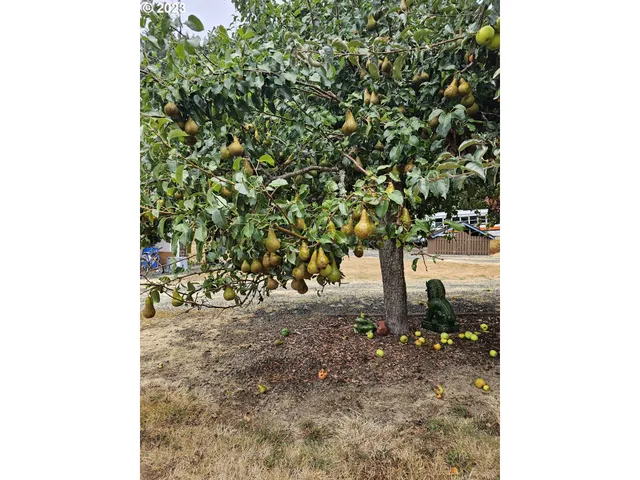 $574,500 | 711 Ave H, Powers, OR 97466