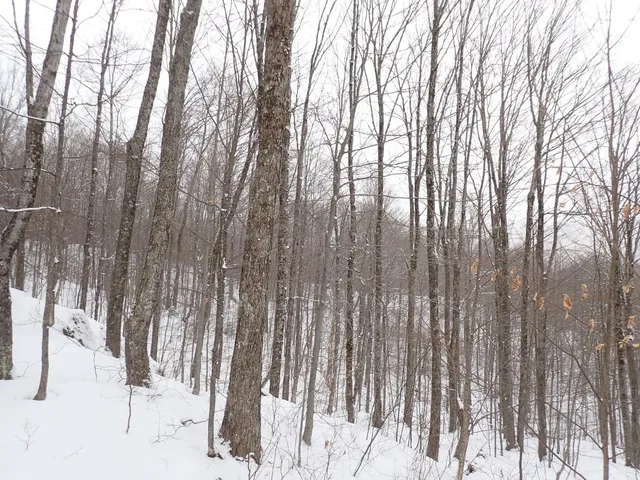 $359,000 | 0 Plunkton Road, Warren, VT 05674