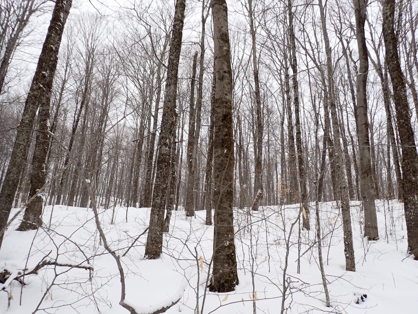 0 Plunkton Road Warren, VT 05674 - Photo 14 of 25