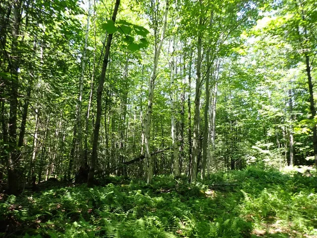 $359,000 | 0 Plunkton Road, Warren, VT 05674