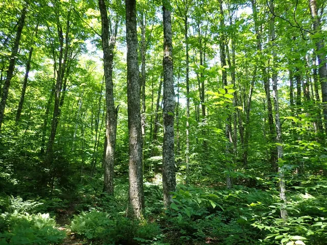 $359,000 | 0 Plunkton Road, Warren, VT 05674