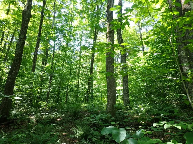 $359,000 | 0 Plunkton Road, Warren, VT 05674